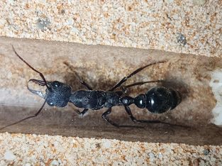 Rare Myrmecia Sp. For Sale