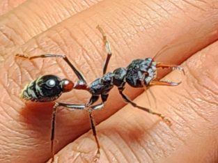 Myrmecia simillima and nigriceps queens