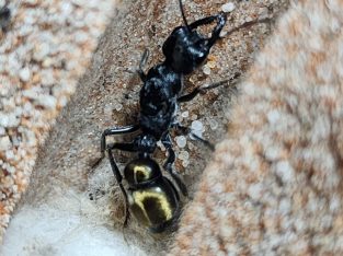 Myrmecia for sale