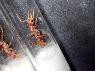 Myrmecia gulosa queen