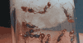 Orectognathus mjobergi (Goblin Ants) Colony For Sale