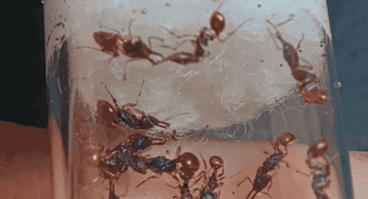 Orectognathus mjobergi (Goblin Ants) Colony For Sale