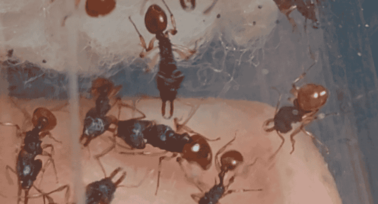 Orectognathus mjobergi (Goblin Ants) Colony For Sale