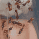 Orectognathus mjobergi (Goblin Ants) Colony For Sale