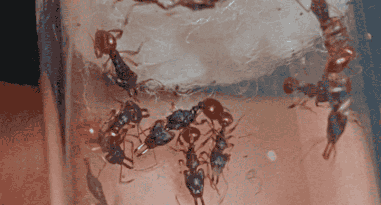 Orectognathus mjobergi (Goblin Ants) Colony For Sale