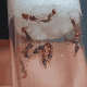 Orectognathus mjobergi (Goblin Ants) Colony For Sale