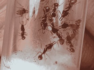 Orectognathus mjobergi (Goblin Ants) Colony For Sale