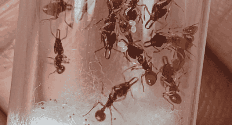Orectognathus mjobergi (Goblin Ants) Colony For Sale