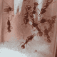 Orectognathus mjobergi (Goblin Ants) Colony For Sale