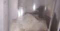 CHEAP!!! Ant Colonies for Sale – Camponotus, and Pheidole!