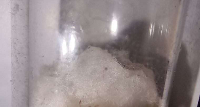 CHEAP!!! Ant Colonies for Sale – Camponotus, and Pheidole!