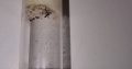 CHEAP!!! Ant Colonies for Sale – Camponotus, and Pheidole!
