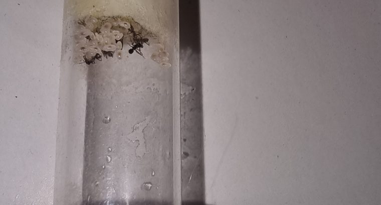 CHEAP!!! Ant Colonies for Sale – Camponotus, and Pheidole!