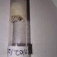 CHEAP!!! Ant Colonies for Sale – Camponotus, and Pheidole!