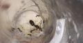 CHEAP!!! Ant Colonies for Sale – Camponotus, and Pheidole!