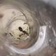 CHEAP!!! Ant Colonies for Sale – Camponotus, and Pheidole!