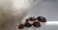 CHEAP!!! Ant Colonies for Sale – Camponotus, and Pheidole!