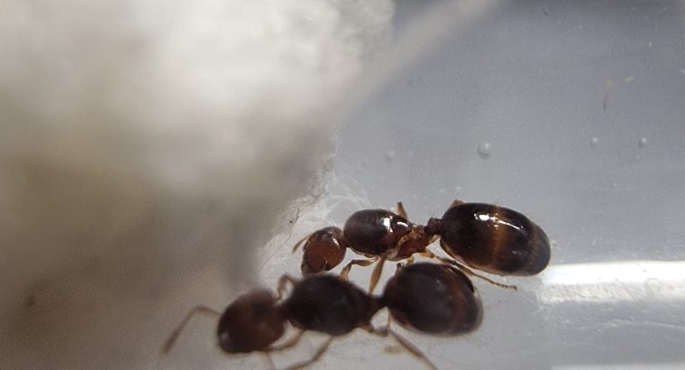 CHEAP!!! Ant Colonies for Sale – Camponotus, and Pheidole!