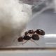 CHEAP!!! Ant Colonies for Sale – Camponotus, and Pheidole!