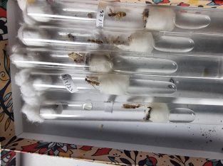 CHEAP!!! Ant Colonies for Sale – Camponotus, and Pheidole!
