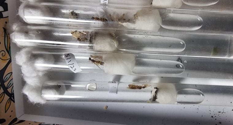 CHEAP!!! Ant Colonies for Sale – Camponotus, and Pheidole!
