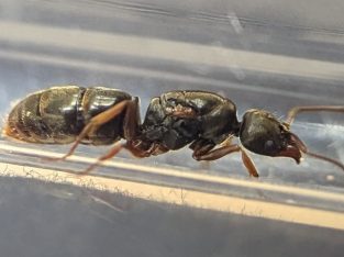 Western Australia WA ONLY – Brachyponera lutea queens