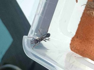 Myrmecia forficata queen for sale (Negotiable)