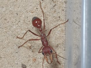 7x Myrmecia gulosa queens with cocoons and larvae for sale