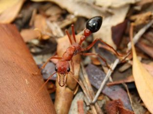 Bulk Myrmecia gratiosa queens with brood