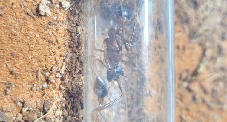 Myrmecia fuscipes and Myrmecia forceps colony for sale