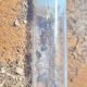 Myrmecia fuscipes and Myrmecia forceps colony for sale