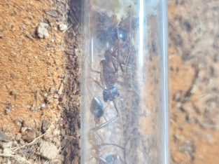 Myrmecia fuscipes and Myrmecia forceps colony for sale