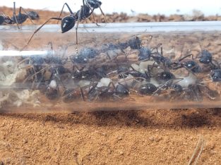 Myrmecia fuscipes and Myrmecia forceps colony for sale