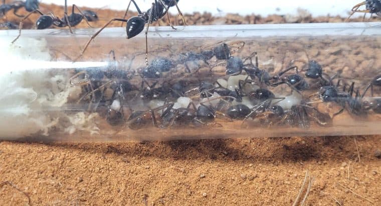 Myrmecia fuscipes and Myrmecia forceps colony for sale