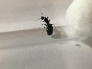 IRIDOMYRMEX bicknelli queens with eggs and brood