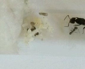 Iridomyrmex sp. WITH WORKERS, ONLY ONE AVAILABLE!