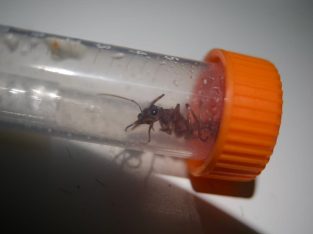 many nigriscapa queen for sell