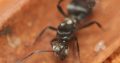 Polyrhachis daemeli Queen with Eggs/Larvae (Silver Spiny Ant)