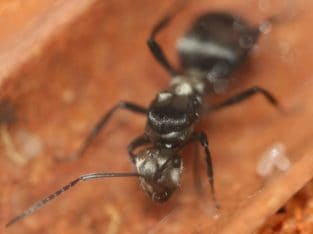 Polyrhachis daemeli Queen with Eggs/Larvae (Silver Spiny Ant)