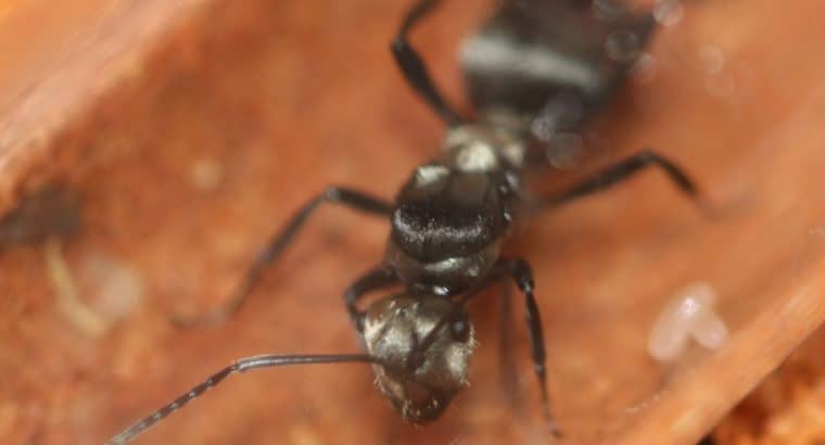 Polyrhachis daemeli Queen with Eggs/Larvae (Silver Spiny Ant)