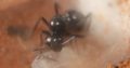 Polyrhachis australis Queen with Eggs/Larvae (Black Spiny Ant)