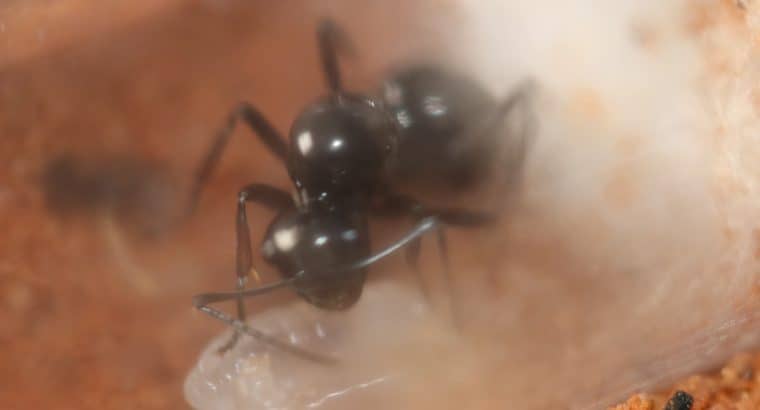 Polyrhachis australis Queen with Eggs/Larvae (Black Spiny Ant)