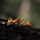 CHEAP RARE HYPOPONERA QUEEN (CRYPT ANT)