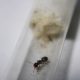 Queen, worker, pupae, larvae and eggs