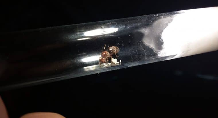 Mini Meat Ant Queen – Iridomyrmex Spp