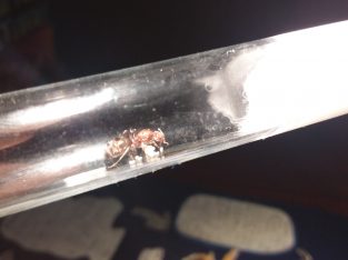 Mini Meat Ant Queen – Iridomyrmex Spp