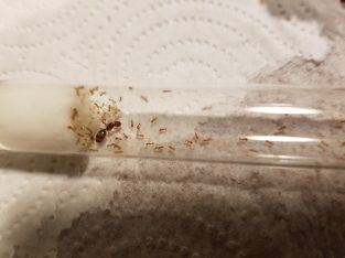 Pheidole with workers (10-20 workers)(20-50 workers)(30-60 workers with Major) available.