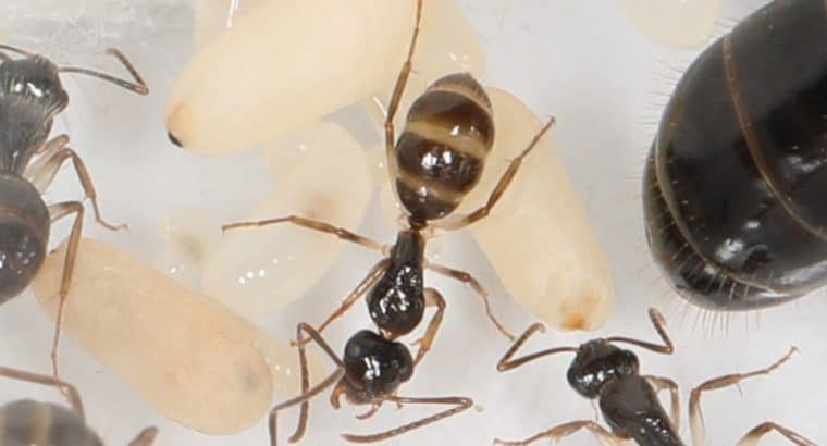 Camponotus Claripes/Elegans/Lownei with 1-4 workers