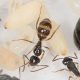 Camponotus Claripes/Elegans/Lownei with 1-4 workers