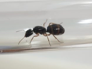 Camponotus sp